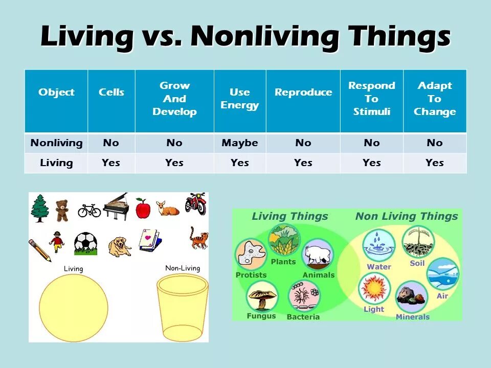 Living things around us контрольная работа. Living things around us презентация. Living and non Living things Lesson Plan. Проект на тему Living things around. Living ТВ non Living things.