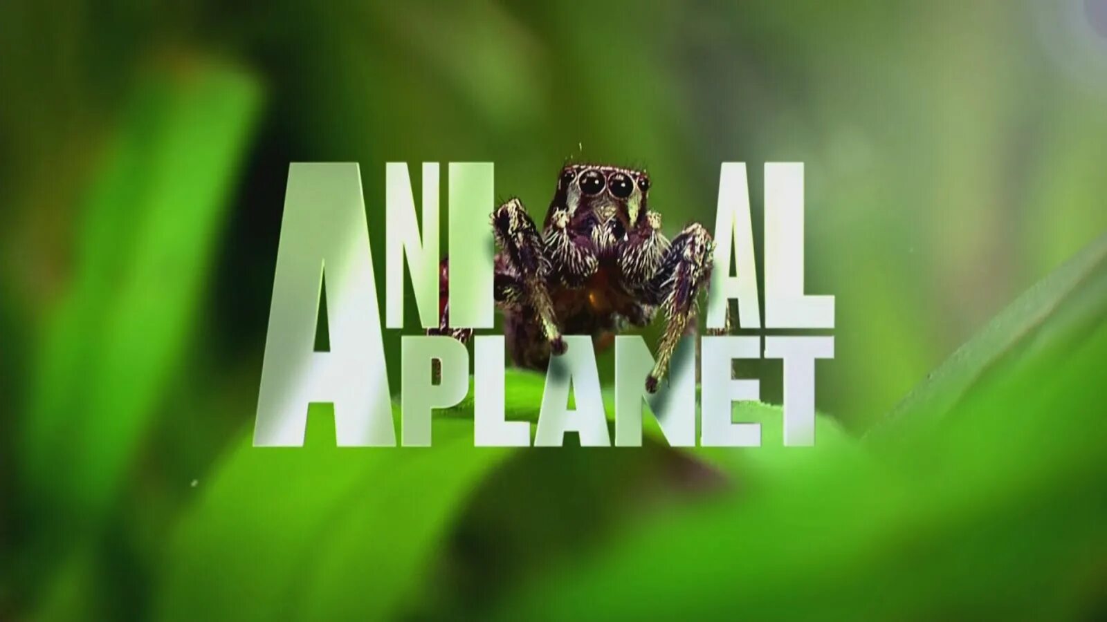 Телеканал animal Planet. Animal Planet логотип. Канал Энимал планет. Логотип телеканала Живая Планета. Animals сайт