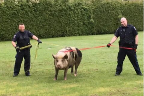 Pig calling