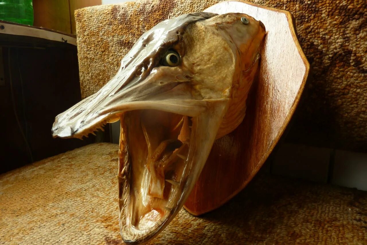 Чучело щуки 9кг. Доска для щучьей головы. Чучело головы щуки. Голова щуки таксидермия. Как сделать чучело из щуки.