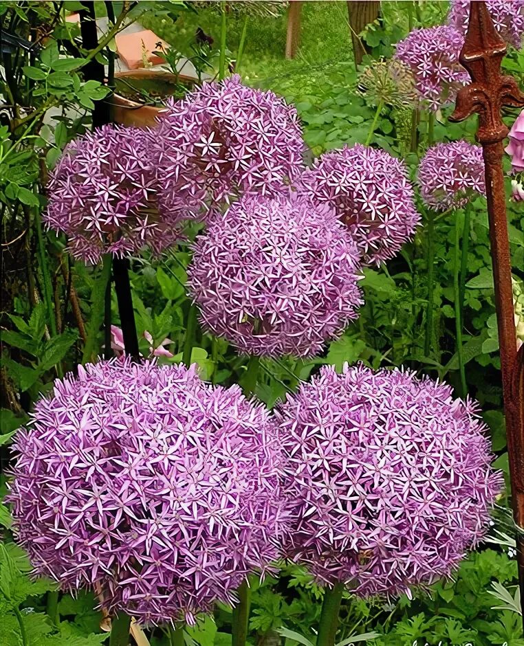 Allium Christophii Bluestone Perennials Ornamental plants, Perennials, Plants