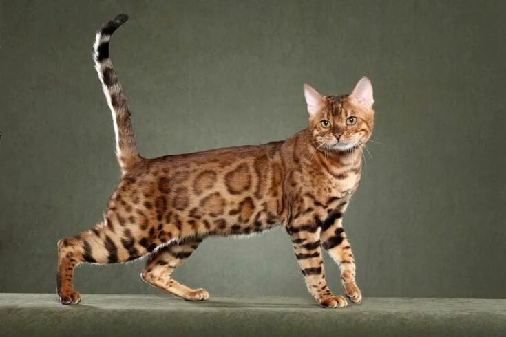 Discover the Fascinating World of Cats