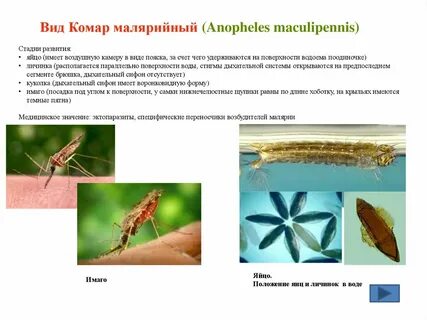 Таксоны малярийного комара систематические