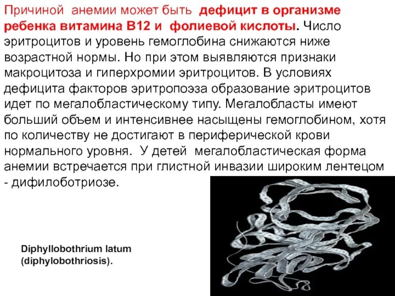 Анемия при глистных инвазиях. Дифиллоботриоз причина анемии. Витамин и 12 формирование эритроцитов. При глистной инвазии широким лентецом развивается анемия.