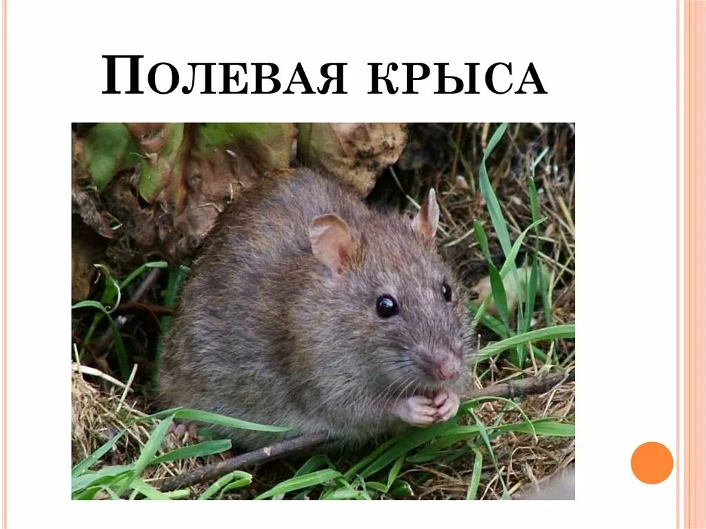 Полевая крыса. Крыса и мышь отличия. Мышь и крыса разница. Отличие мыши от крысы. Как отличить мышь
