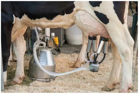 Milking cows