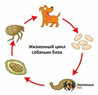 Жизненный цикл развития животных