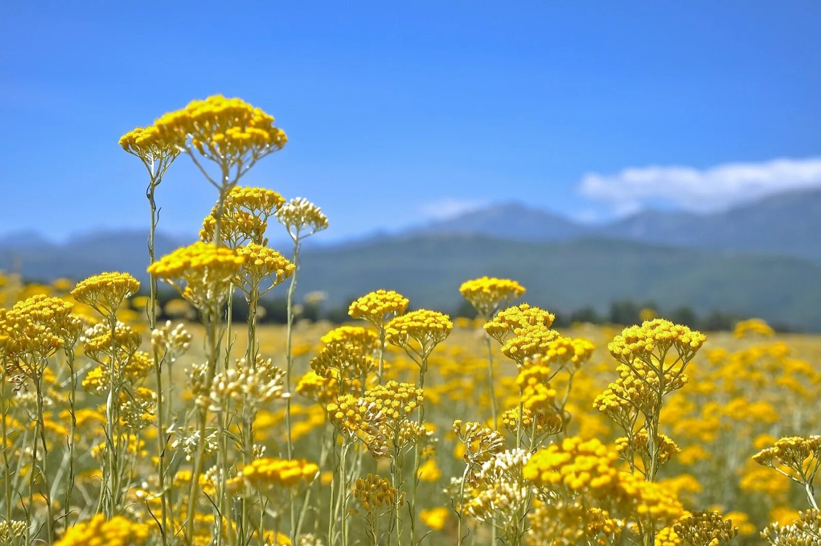 Helichrysum arenarium – бессмертник песчаный. Гелихризум прицветниковый. Растение бессмертник песчаный (цмин песчаный). Цветки бессмертника. Бессмертник песчаный (цмин).