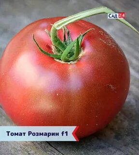 Томат розмарин