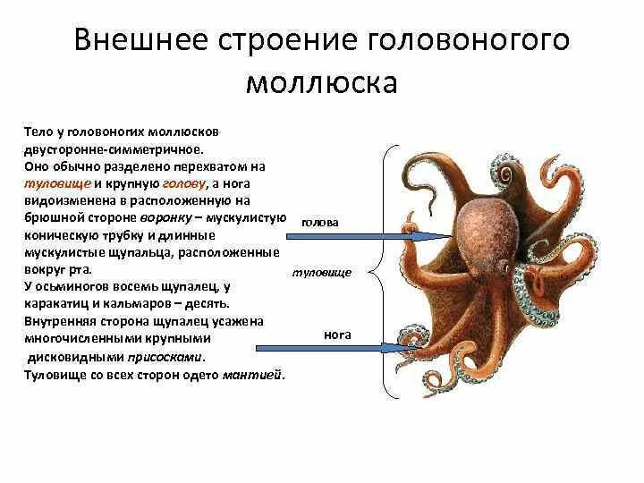 Головоногие голова. Строение тела головоногих моллюсков. Головоногие моллюски внешнее строение. Строение раковины головоногих моллюсков. Класс головоногие моллюски внутреннее строение.