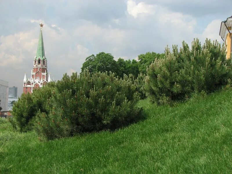 Боровицкий холм в Москве. Боровицкий холм соборы. Кремль на Боровицком Холме. Боровицкий холм высота.