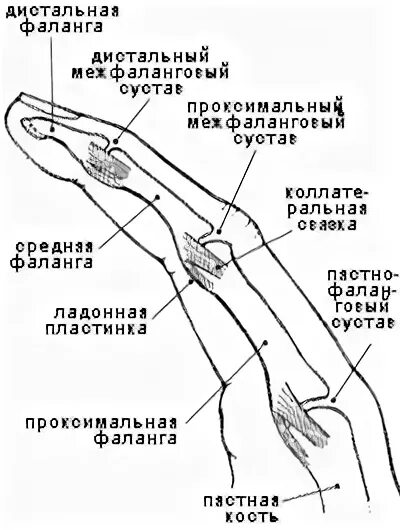 Болит сустав у основания большого пальца руки. Повреждение межфалангового сустава пальца. Дистальный межфаланговый сустав пальца кисти. Межфаланговый сустав 1 пальца. Проксимальный межфаланговый сустав пальца руки.