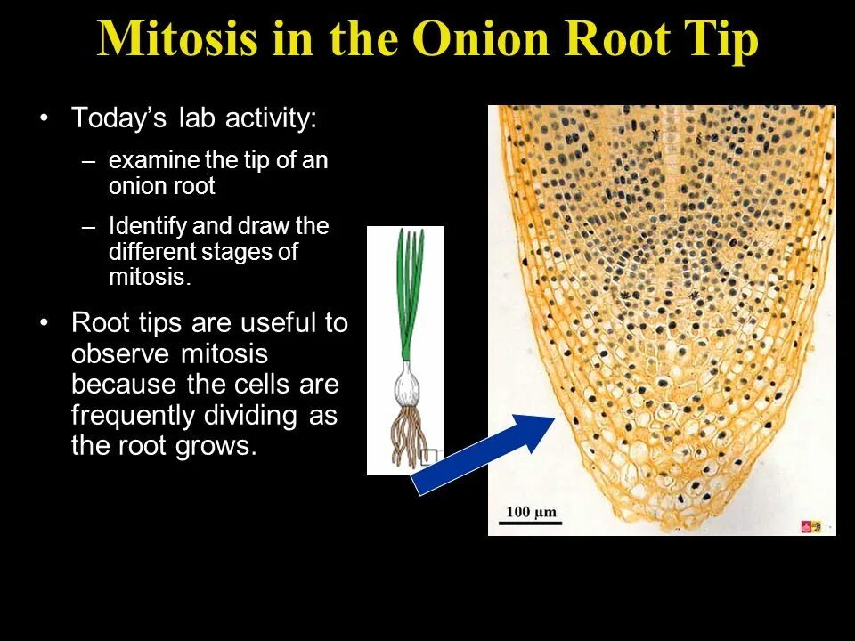 Root tip. Observing mitosis with onion root. view of onion root tip using 400x magnification.