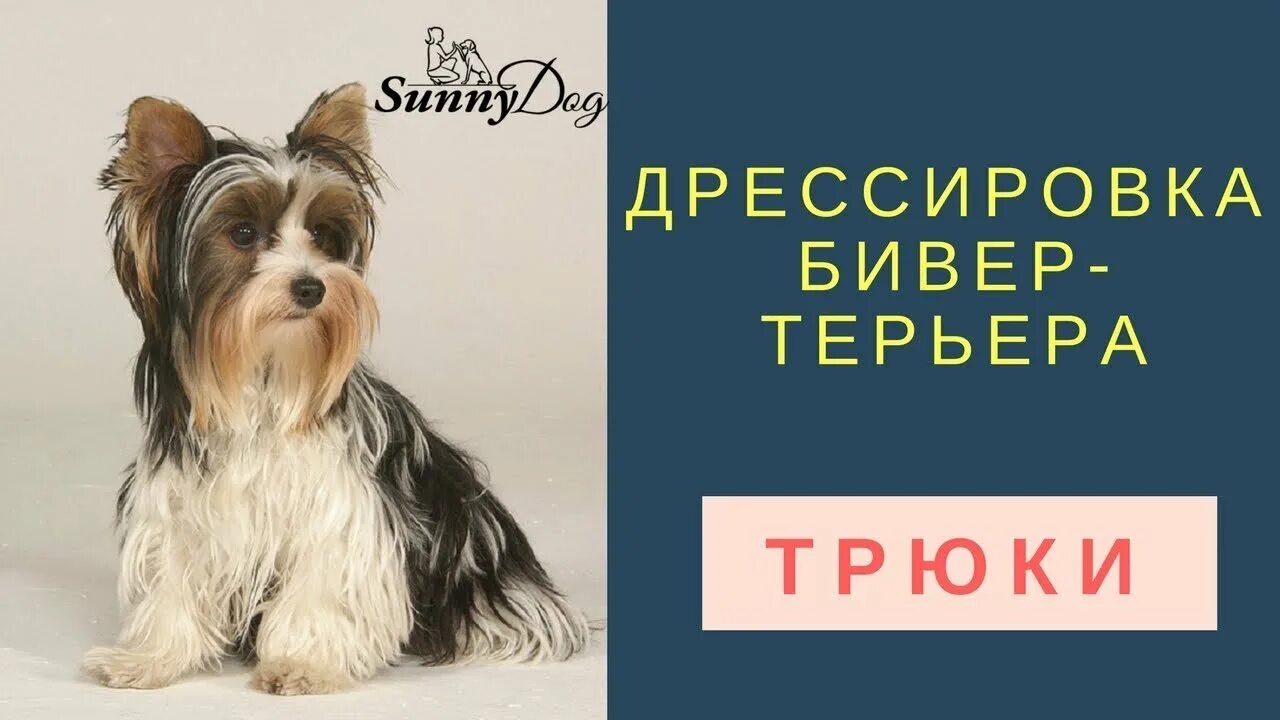 Поводок для йорка. Как научить йорка командам. Йорк ричи. Жужа лео дор йоркширский терьер. Йоркширский терьер аджилити.