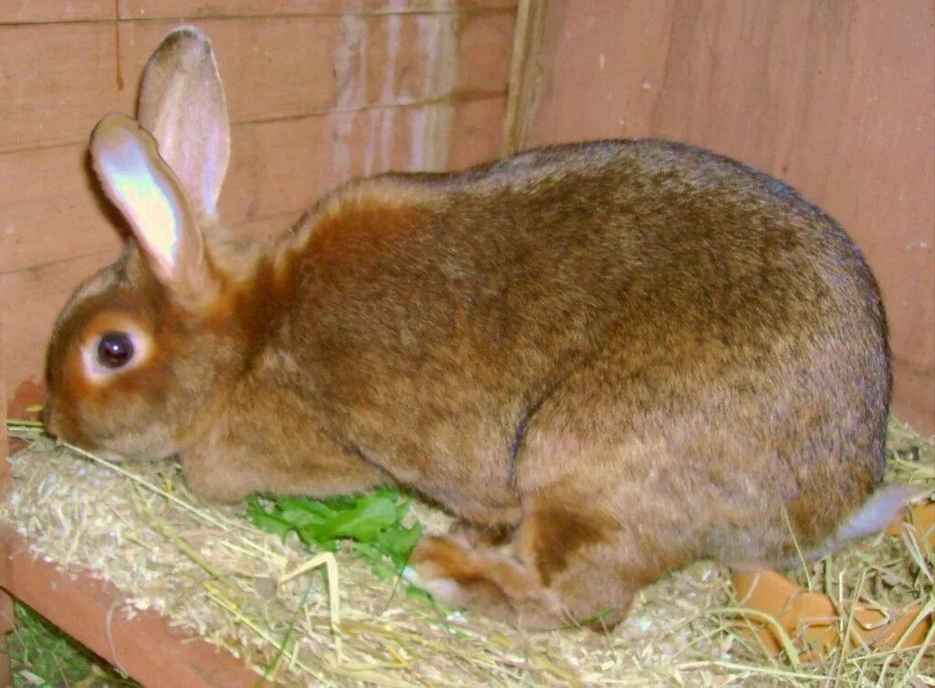 Well rabbit