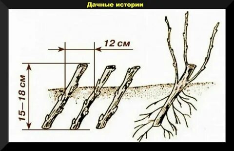 Как правильно укоренить черенки