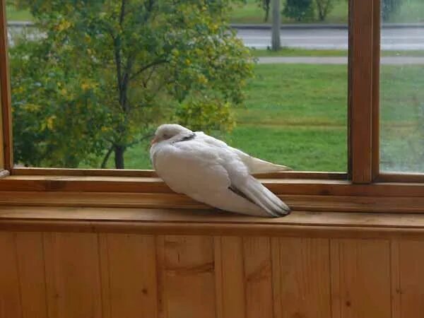Гнездо голубя на балконе примета. Голуби на балконе. Голубь залетел на балкон. Белый голубь залетел на балкон. Голубь в квартире.