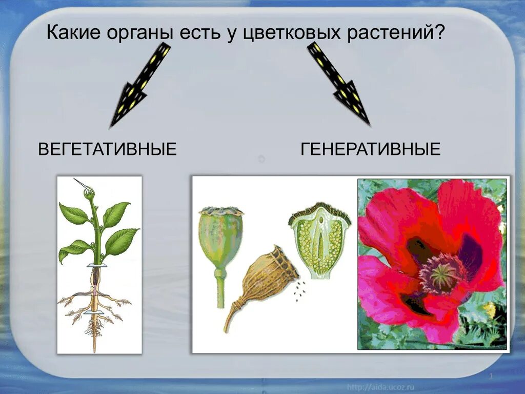 Вегетативные органы растений и генеративные органы растений. Органы цветковых растений вегетативные и генеративные. Вегетативные и генеративные органы цветка. Генеративные репродуктивные органы растения. Генеративная масса растений