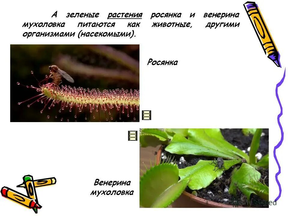 Росянка и насекомые тип взаимоотношений. Росянка и Венерина мухоловка. Мухоловка растение росянка. Венерина мухоловка строение.