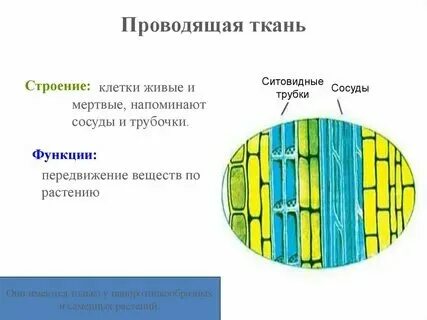 Проводящая - 12 фото из 48