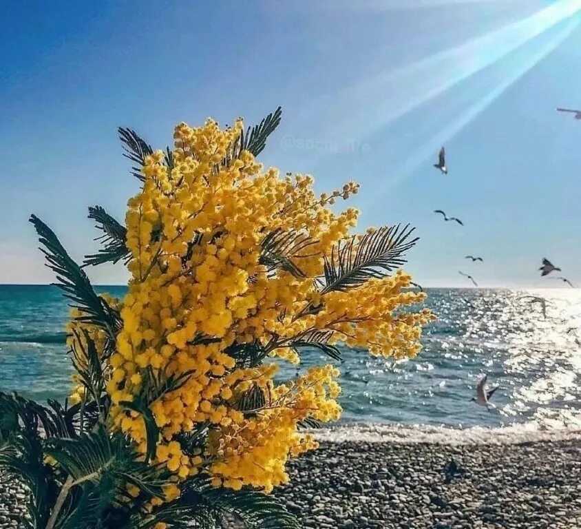 Мимоза цветок. Мимоза в абхазии. Куда можно съездить отдохнуть летом недорого в россии на море 2020. Куда можно полететь отдыхать. Отдых в марте.