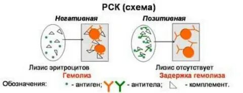 Что такое лизис