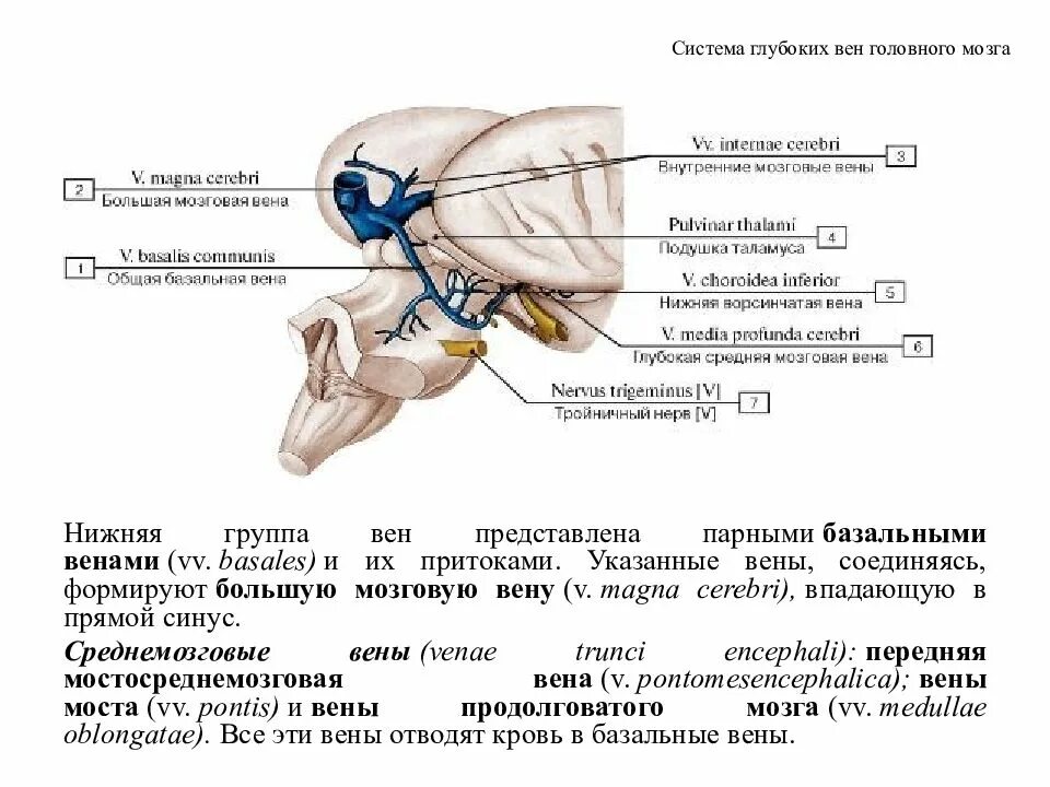 Верхние вены мозга. Вены мозжечка анатомия. Поверхностные и глубокие вены головного мозга. Поверхностная средняя мозговая Вена. Поверхностные мозговые вены анатомия.