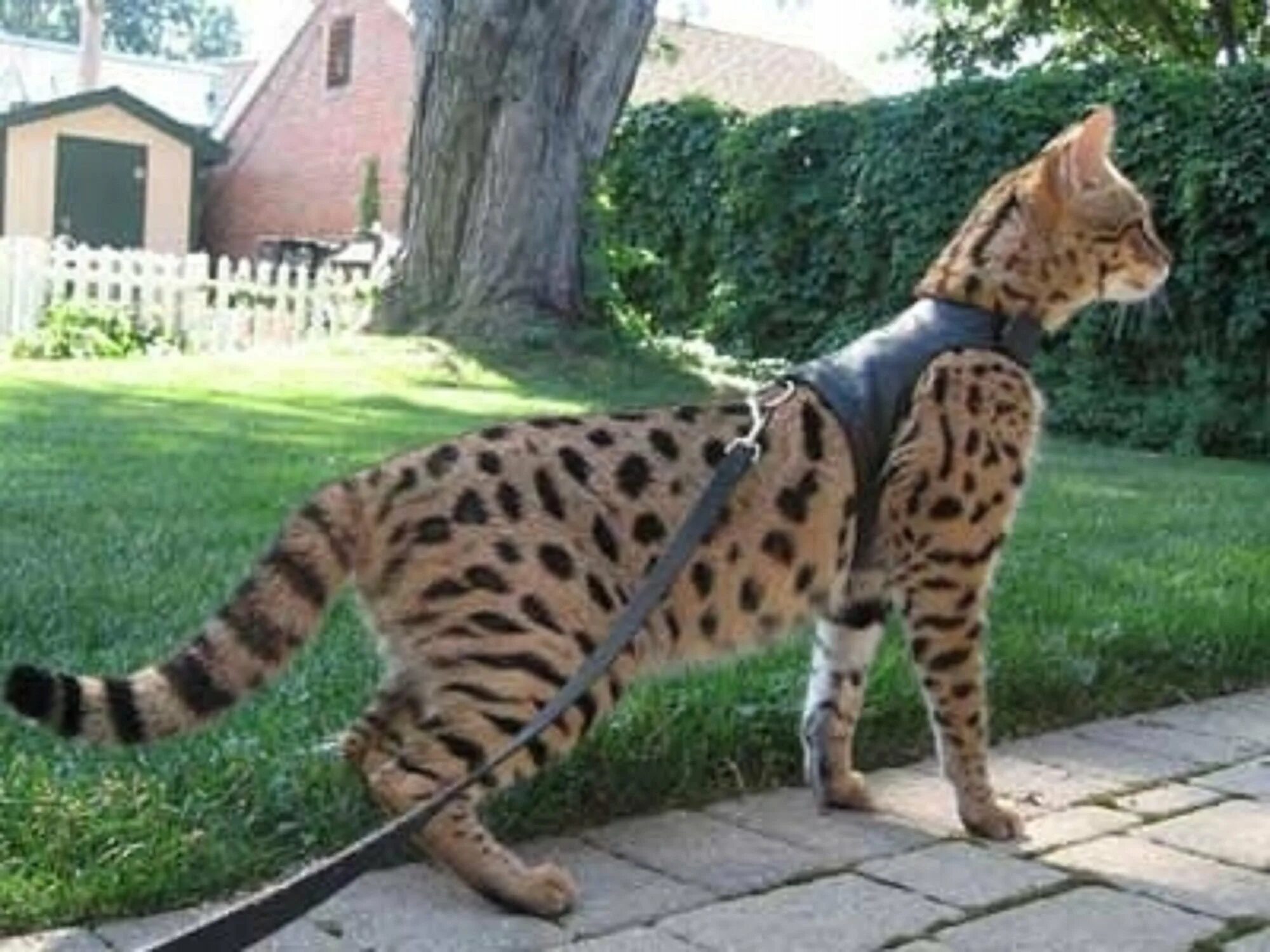 Высокие кошки. Ашера кошка леопард. Кот Саванна. Бенгальская кошка. Саванна Ашера кошка рост.