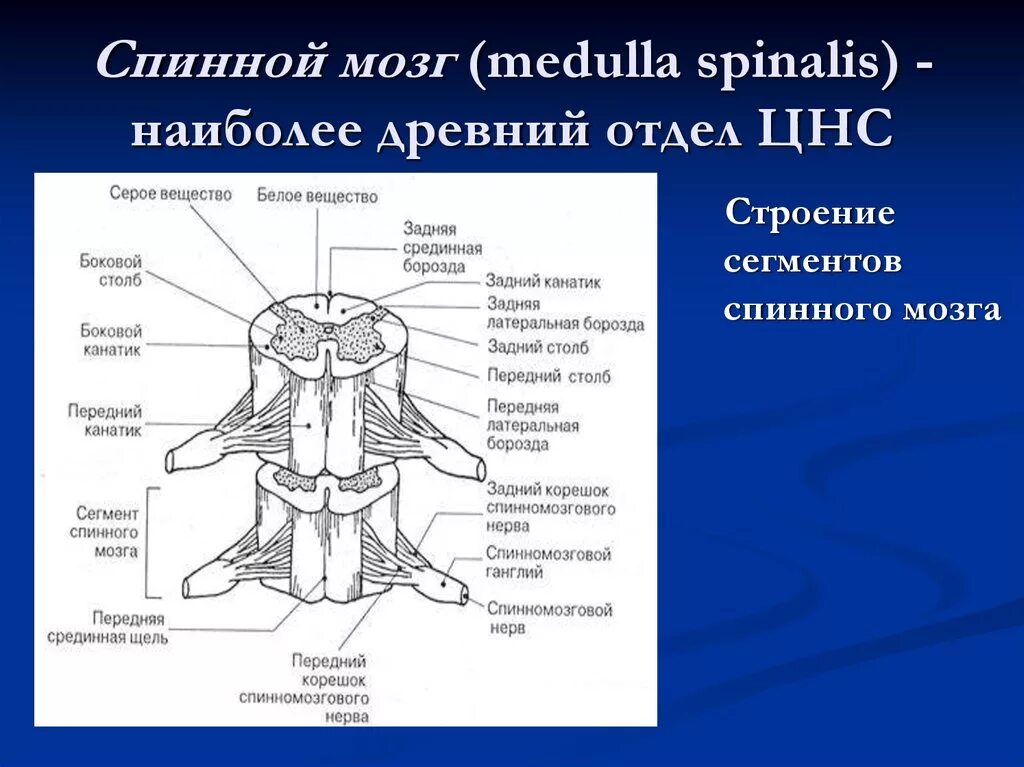 Спинной мозг анатомия внутреннее строение ядра. Спинной мозг анатомия латынь. Строение спинного мозга латынь. Спинной мозг строение анатомия латынь. Наружная оболочка латынь