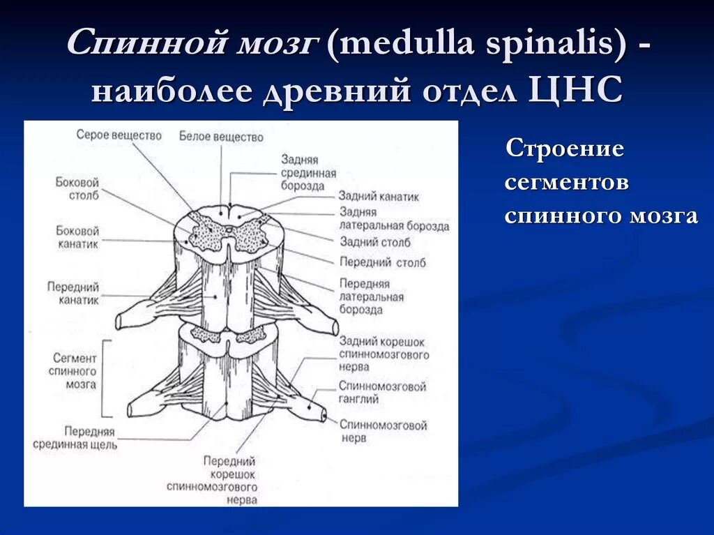 Латинское название мозга. Спинной мозг анатомия внутреннее строение ядра. Спинной мозг анатомия латынь. Строение спинного мозга латынь. Спинной мозг строение анатомия латынь.