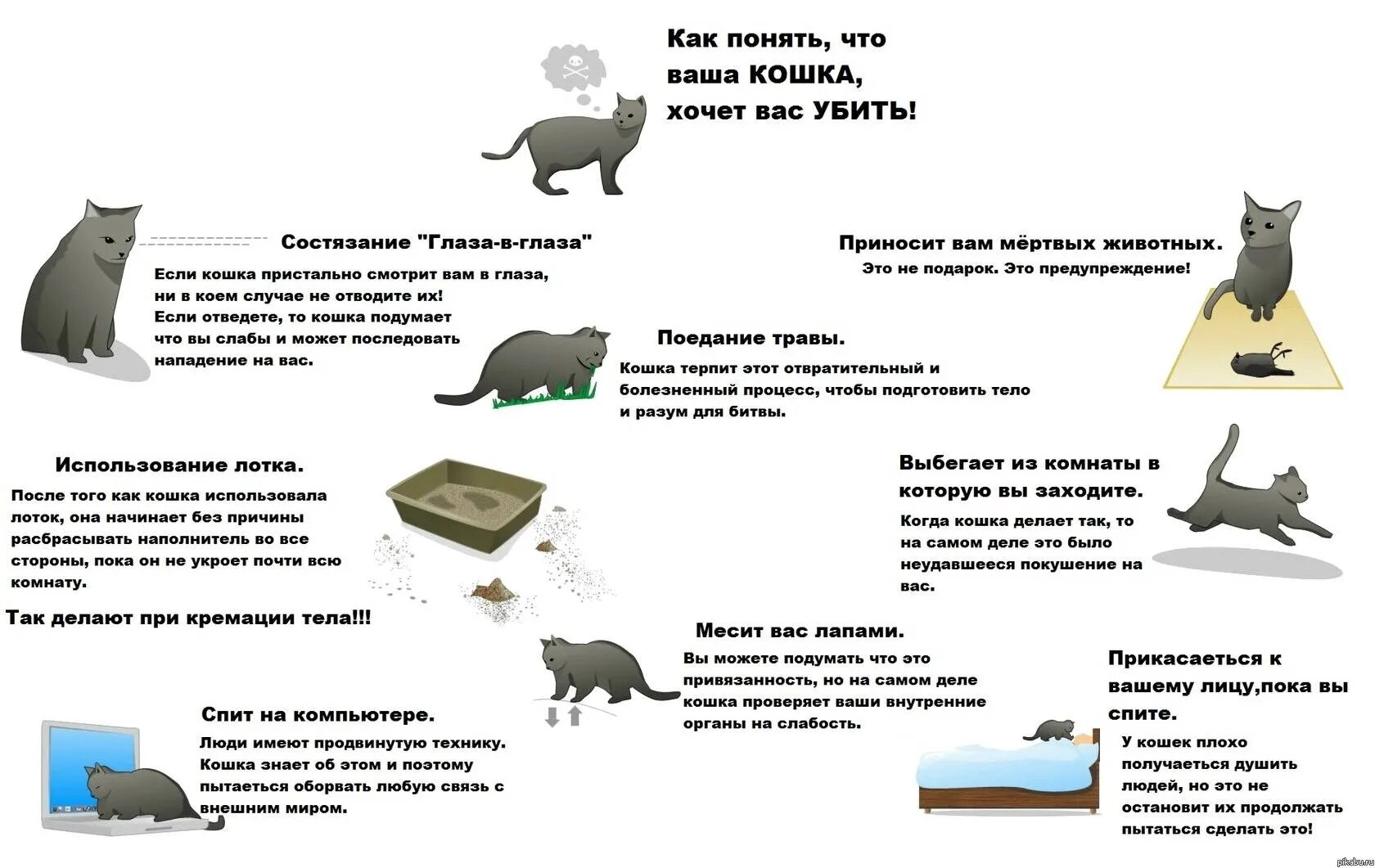 Как понять что кошка заканчивается. Кошка хочет кота. как понять что кошка хочет кота. повадки кошек. как понять чего хочет кошка.