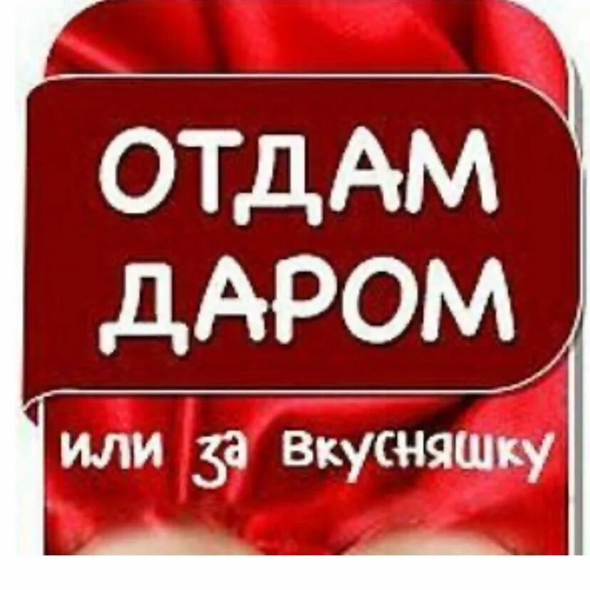 Объявления приму даром. Даром. Отдам даром. Отдам даром или за вкусняшки. Отдам даром или за.