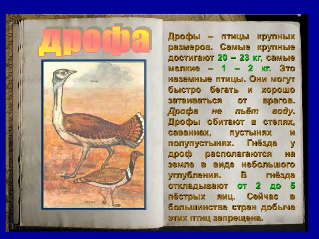 Сообщение о животном дрофа. Сообщение о дрофе. дрофа птица красная книга. дрофа описание. сообщение о дрофе 4 класс.