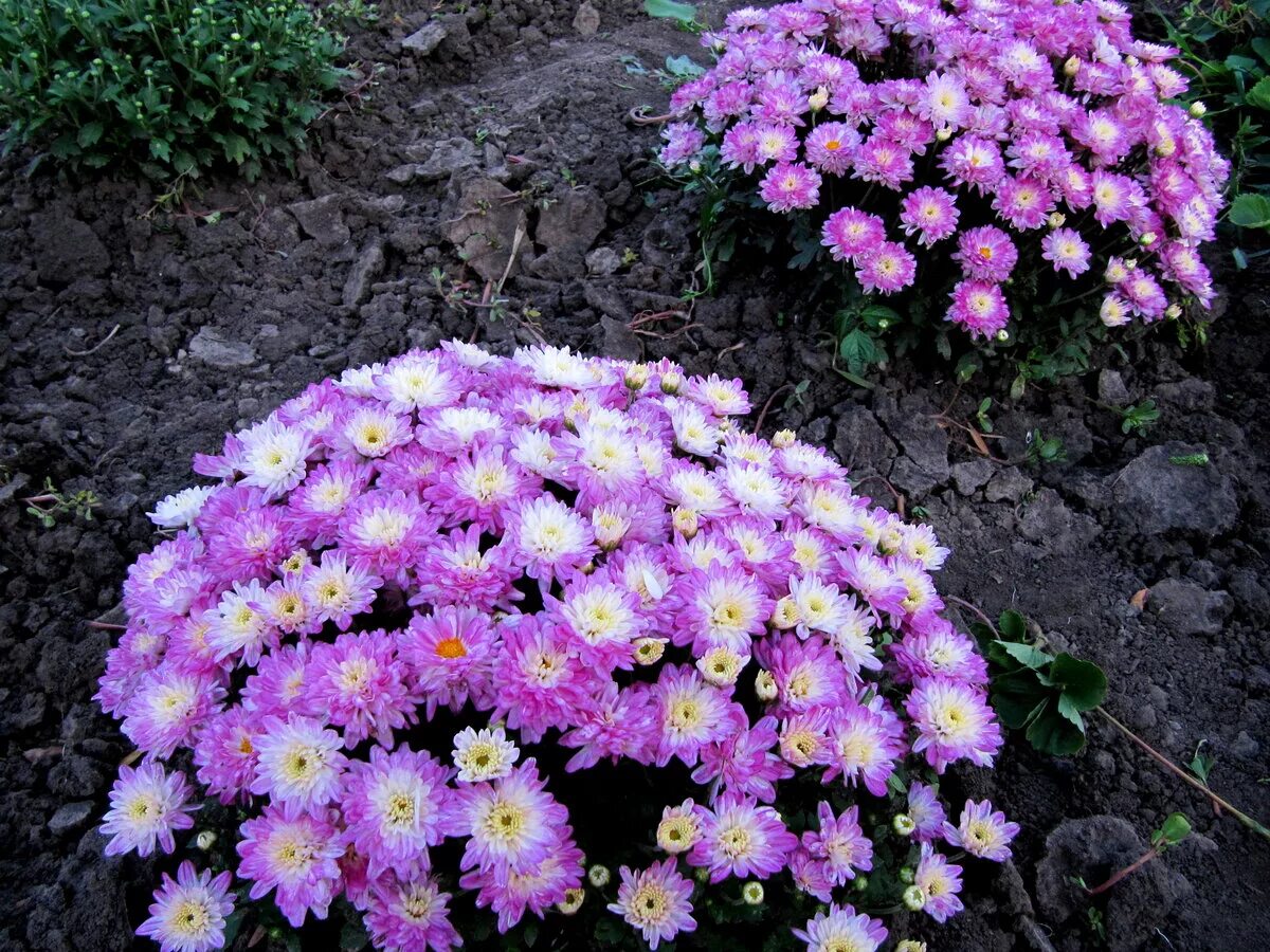 Хризантема посев. Полив хризантем. Хризантема белая рассада. Хризантема кустовая рассада. Посев хризантемы мультифлора семенами.