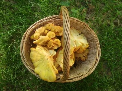 Гриб куриное мясо