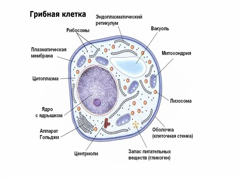 Строение эукариотической клетки грибов. Эукариотическая клетка грибная. Строение эукариотической клетки гриба. Клетка эукариот грибы. Клетки гриба не имеют ядра