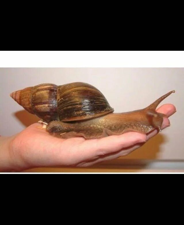 Мадагаскарская улитка. Плюсы улиток. Завести улитку. Улитка которую заводят дома. Ахатина фулика гигантская.