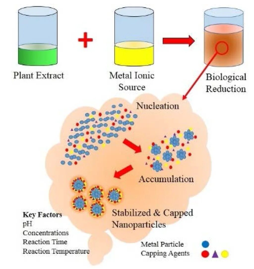 Synthesis of metals. Synthesis of nanoparticles. biological synthesis of nanoparticles. metal nanoparticles. nanoparticles in plant.