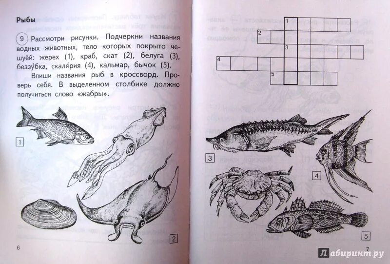 Рассмотри рисунки и определи кто самый легкий. Рыбы задания окружающий мир. Кроссворд про рыб. Рыбы 1 класс окружающий мир задания. Кроссворд рыбы для детей.