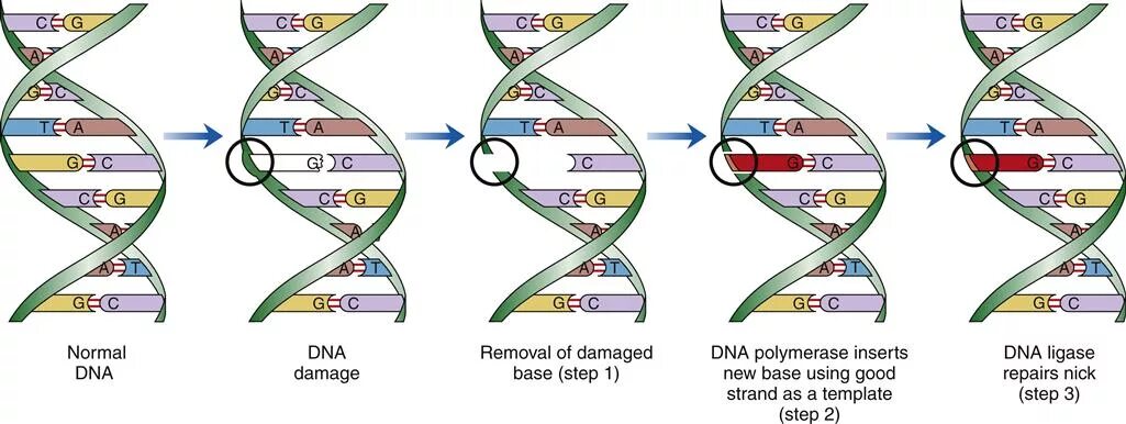 Мутация ДНК. DNA-based. Сотовая связь DNA. DNA Repair.