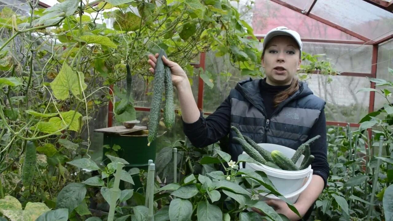 Посадка китайских огурцов. Огурец китайский длинноплодный. Изумрудный поток f1. Китайские огурцы в теплице. Китайские огурцы в открытом грунте.