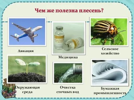Полезная плесень