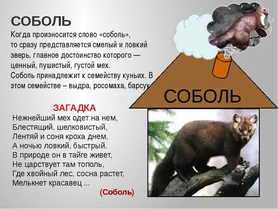 Почему все соболя были почти уничтожены. Загадка про соболя. стихи про соболя. соболь рассказ. сообщение о соболе.