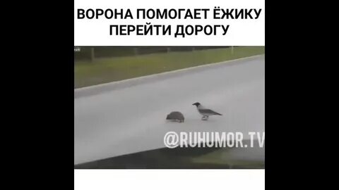 Ворон переводит ежика через дорогу