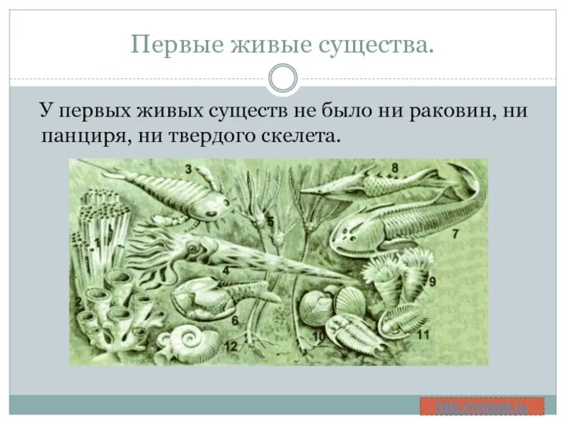 Когда возник первый живой организм. Первое живое существо. Первые живые существа. Архейская Эра первые живые организмы. Появление первых скелетных организмов.