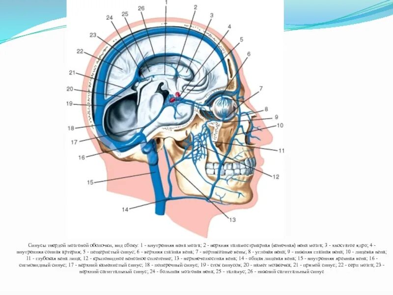 Синусы твердой оболочки мозга. Венозные синусы головного мозга анатомия. Синусы и образования твердой мозговой оболочки. Сигмовидный синус твердой мозговой оболочки. Синусы твердой оболочки головного мозга.