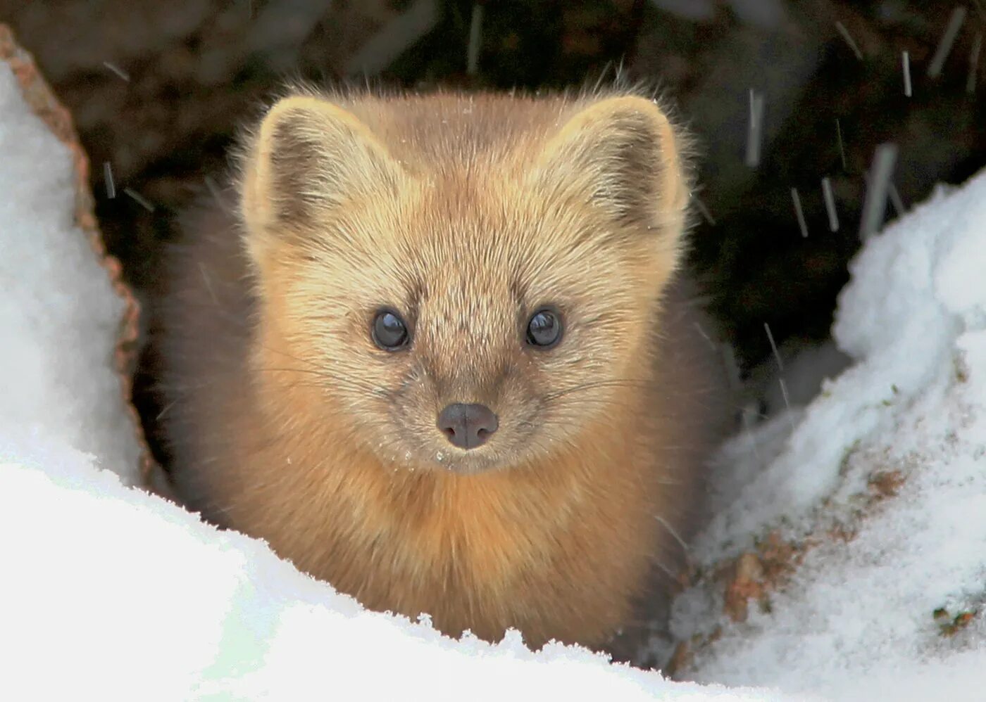 Животные тайги соболь. Баргузинский соболь. Соболь (зверек сем. Соболь красноярск. Соболь баргузинский животное.