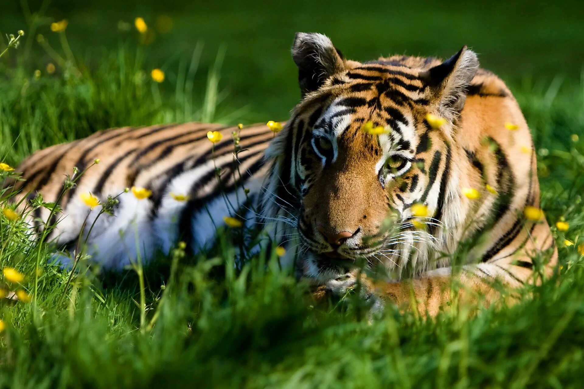 Tiger grass color