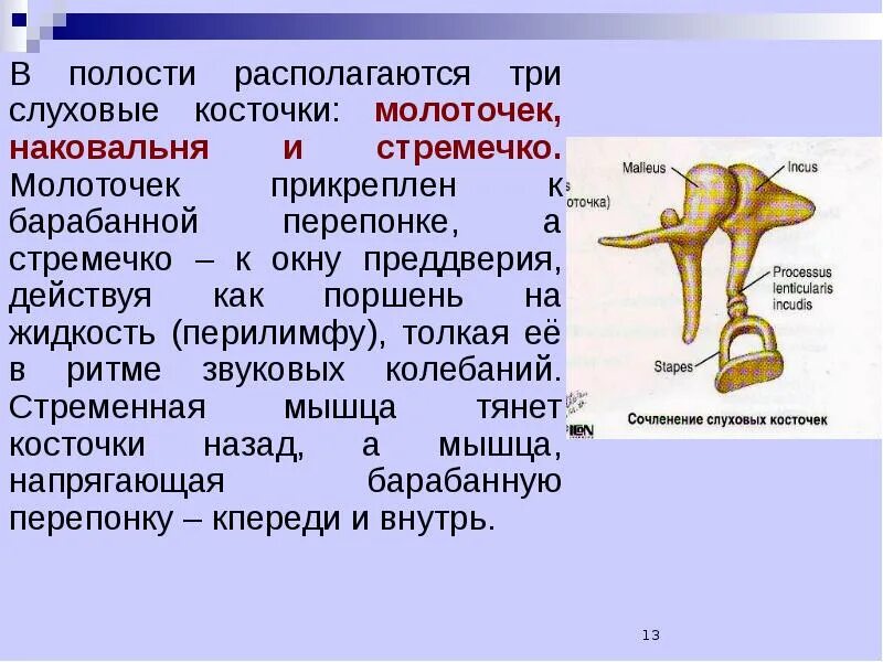 Функция косточек. Молоточек косточка слуховые косточки. функции слуховых косточек молоточка наковальни и стремечка. стремечко слуховая косточка. молоточек наковальня стремечко функции.