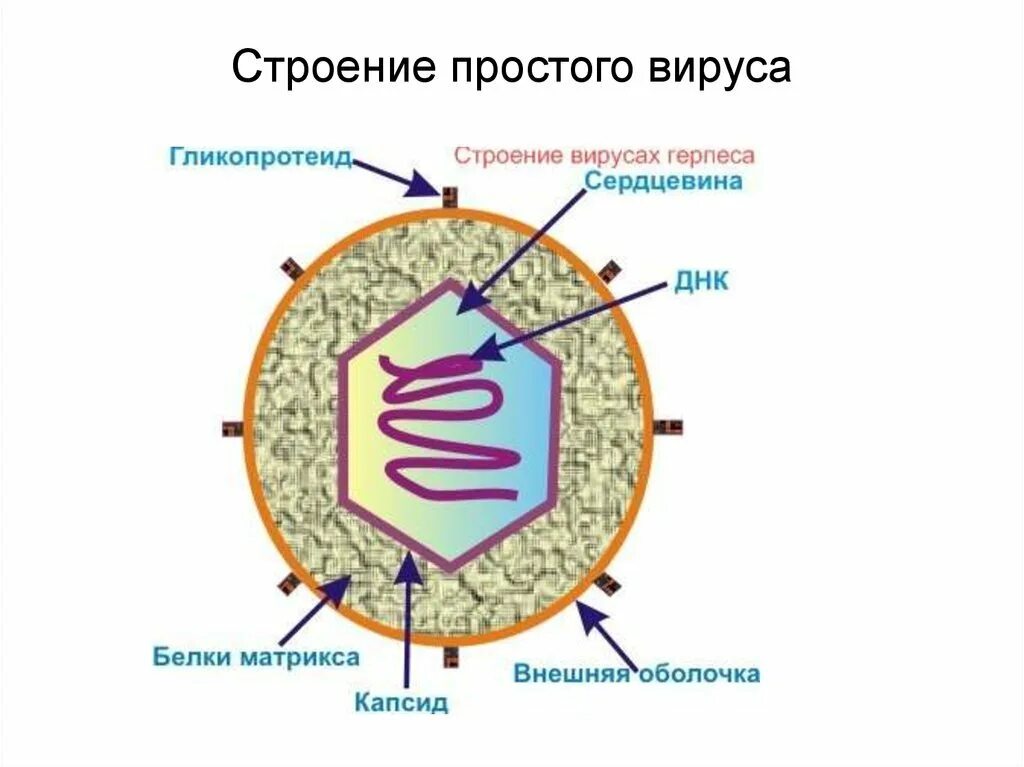 Строение вируса простые и сложные вирусы. Структура вирусов простая схема. Строение простого вируса рисунок. Структура вирусов. Простые и сложные вирусы.. 4 строение вирусов